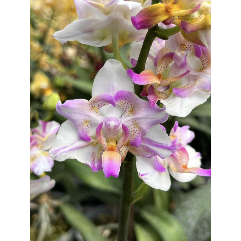 Орхидея Phal. Tying Shin Phoenix x Pulcherrima бабочка уценка